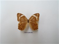 藏品(曲紋黛眼蝶)的圖片